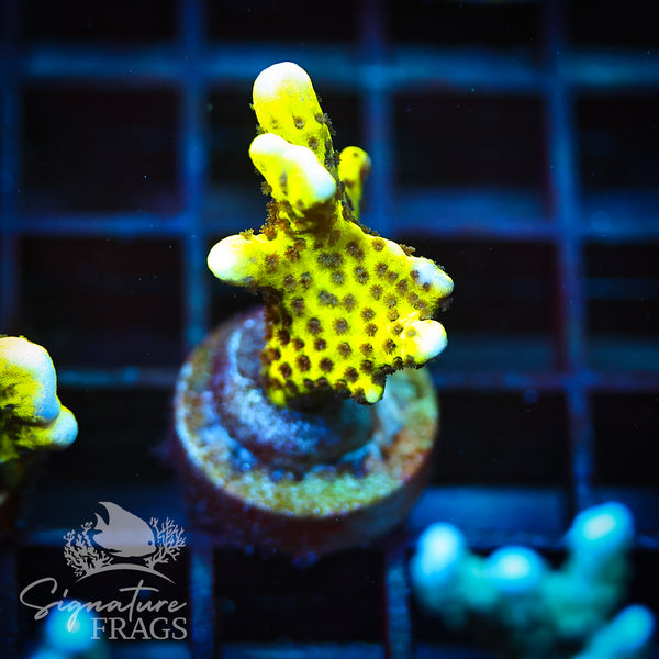 Slimeball Anacropora