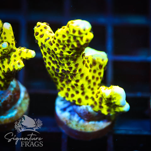 Slimeball Anacropora