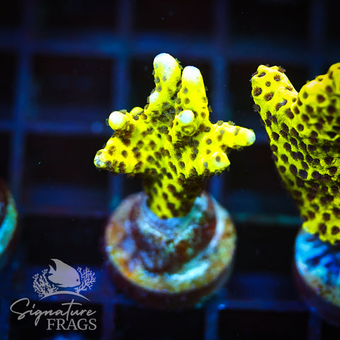 Slimeball Anacropora