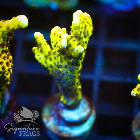 Slimeball Anacropora