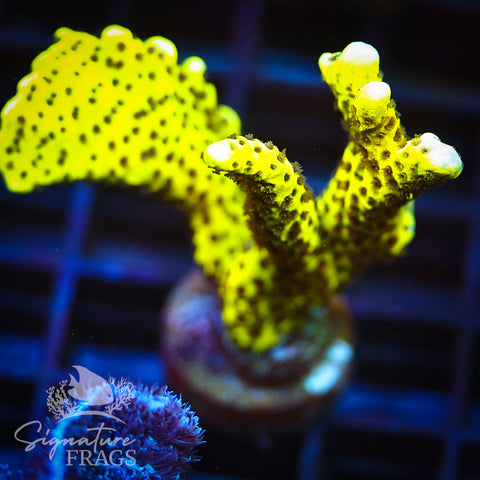 Slimeball Anacropora