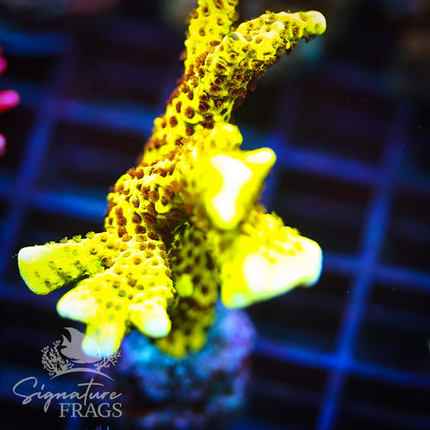 Slimeball Anacropora
