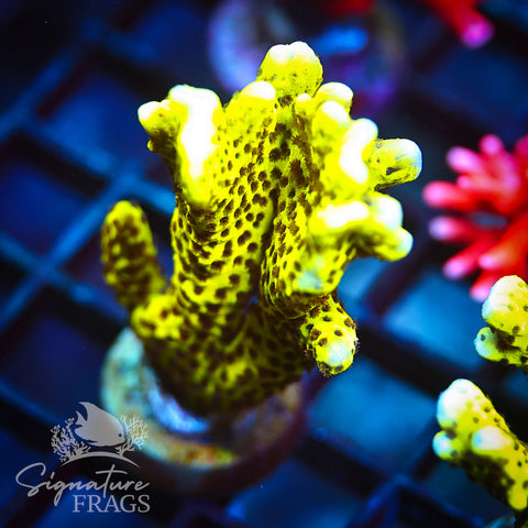 Slimeball Anacropora