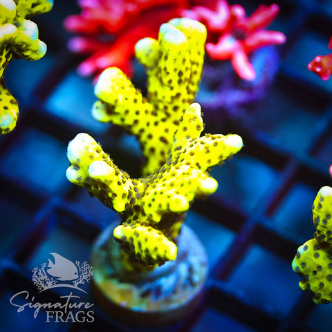 Slimeball Anacropora