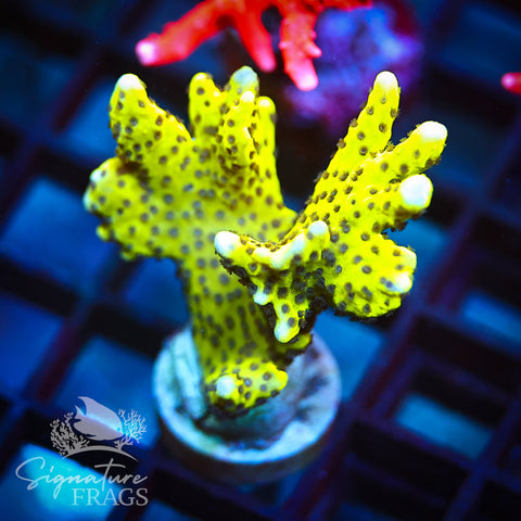 Slimeball Anacropora