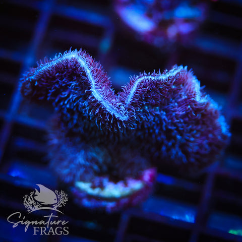 Purple Pavona Cactus