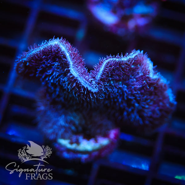 Purple Pavona Cactus