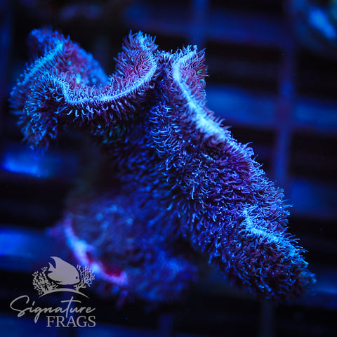 Purple Pavona Cactus