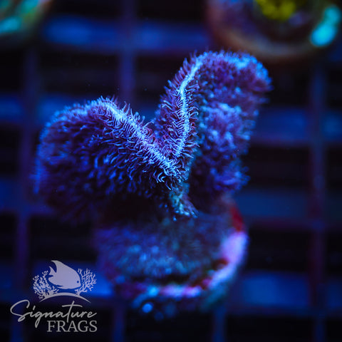 Purple Pavona Cactus