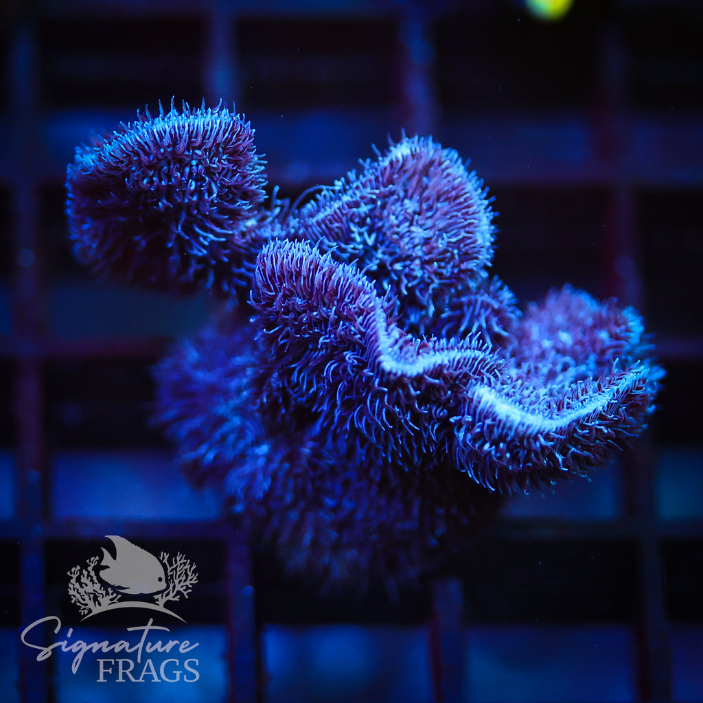 Purple Pavona Cactus