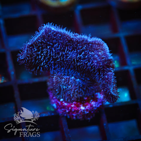 Purple Pavona Cactus