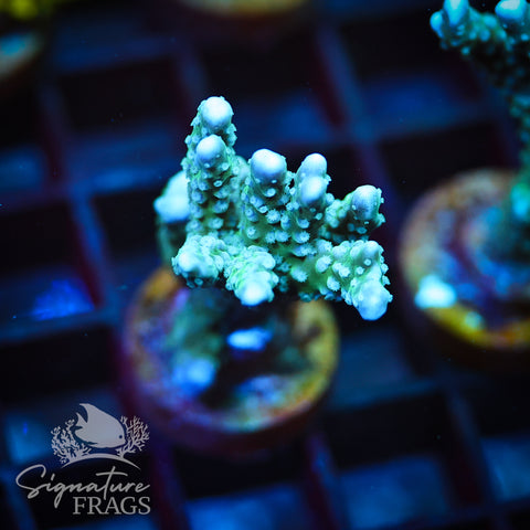 Blue/Teal Anacropora