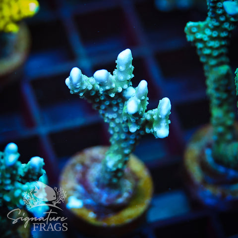 Blue/Teal Anacropora