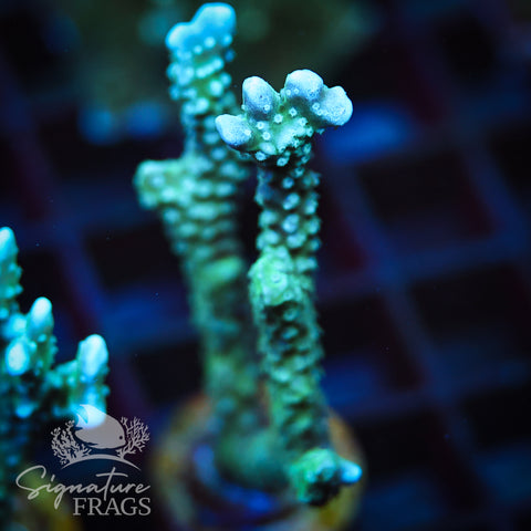 Blue/Teal Anacropora