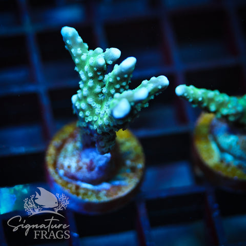 Blue/Teal Anacropora