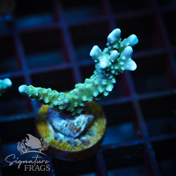 Blue/Teal Anacropora