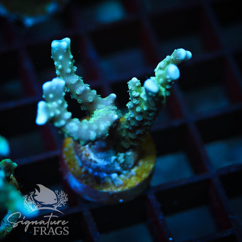 Blue/Teal Anacropora