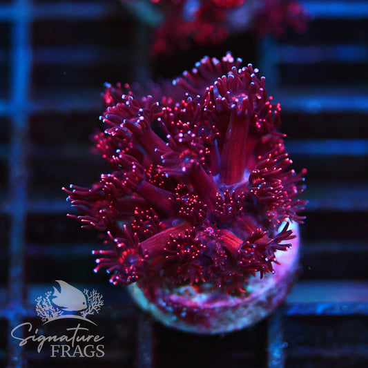 Metallic Red Goniopora