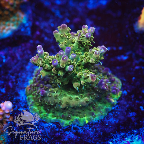 Grape Ape