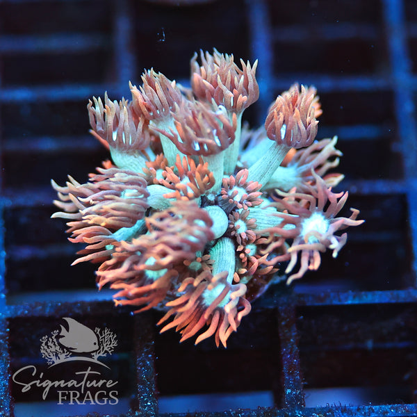 Spiderman Goniopora