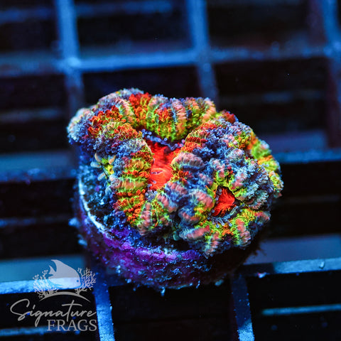 The Best Rainbow Micromussa We Have Ever Seen