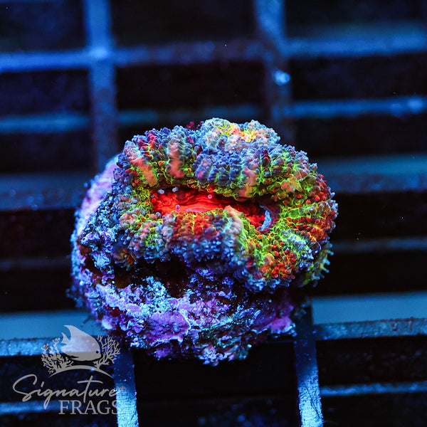 The Best Rainbow Micromussa We Have Ever Seen