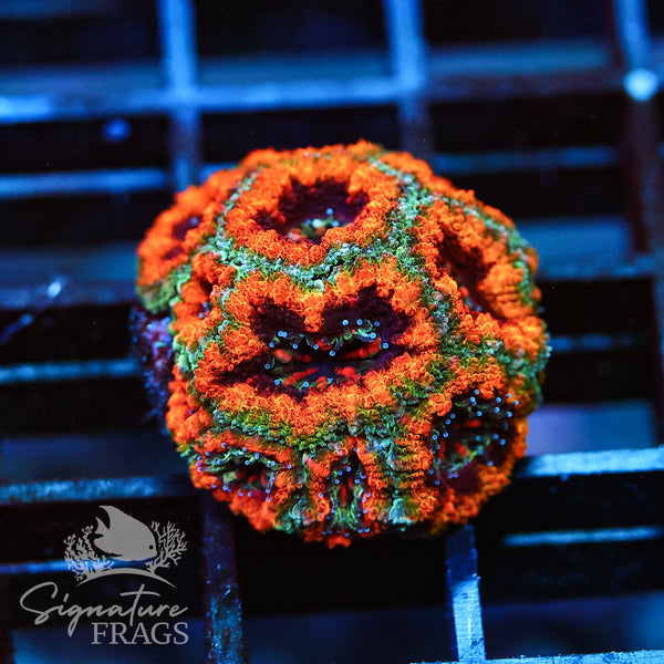 Mardis Gras Micromussa