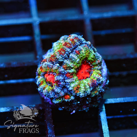 The Best Rainbow Micromussa We Have Ever Seen