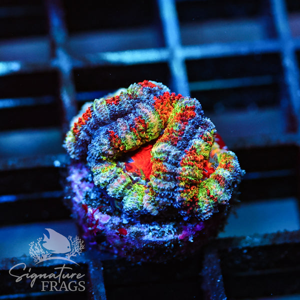 The Best Rainbow Micromussa We Have Ever Seen