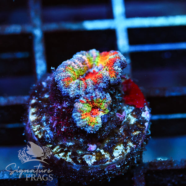 The Best Rainbow Micromussa We Have Ever Seen