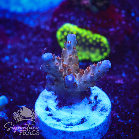 Venom Granulosa