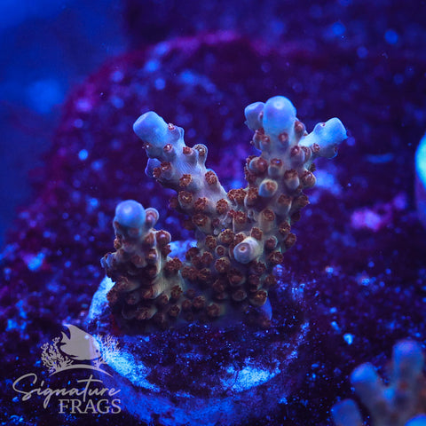 Venom Granulosa