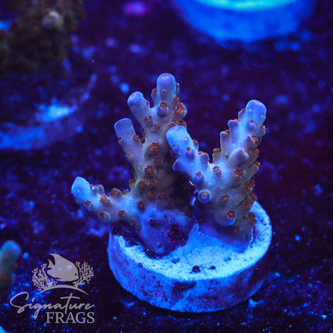 Venom Granulosa