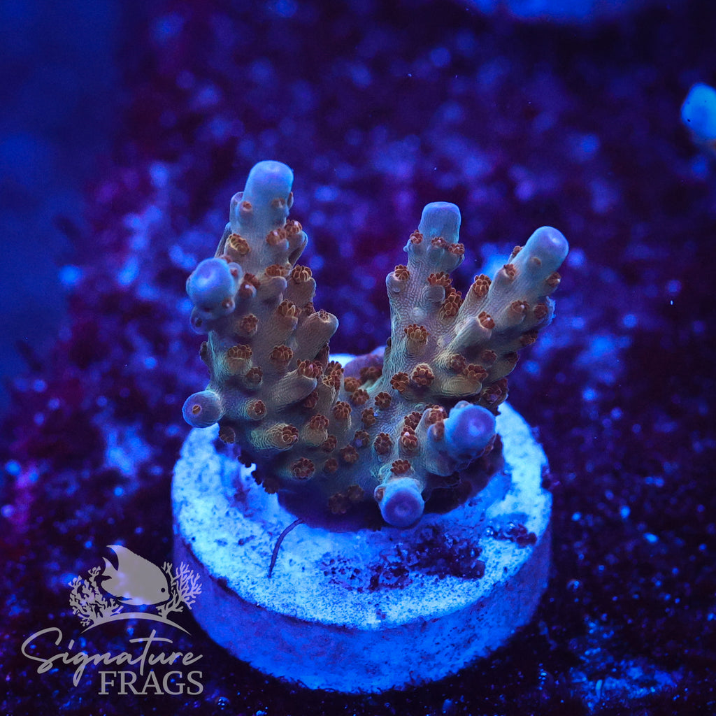 Venom Granulosa