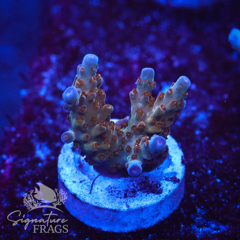 Venom Granulosa