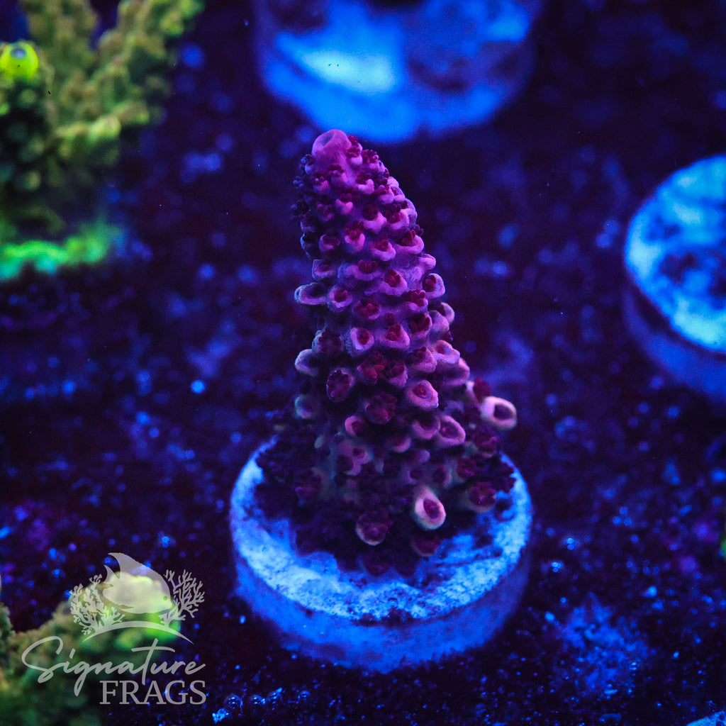Red Abrotanoides