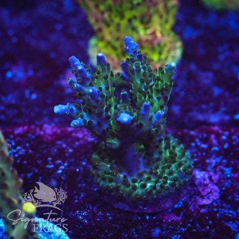 Deep Blue Nana