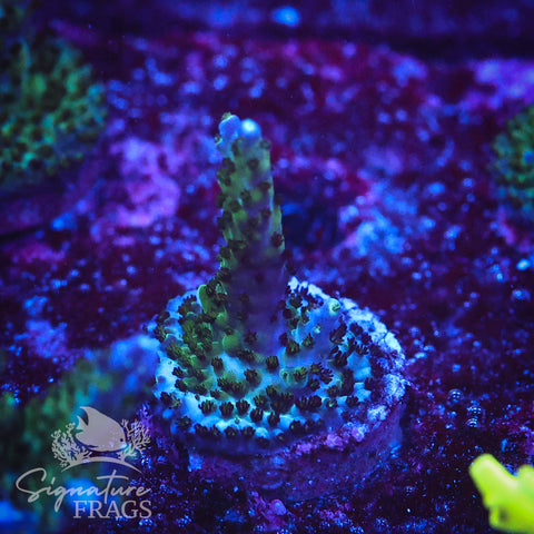 Deep Blue Nana