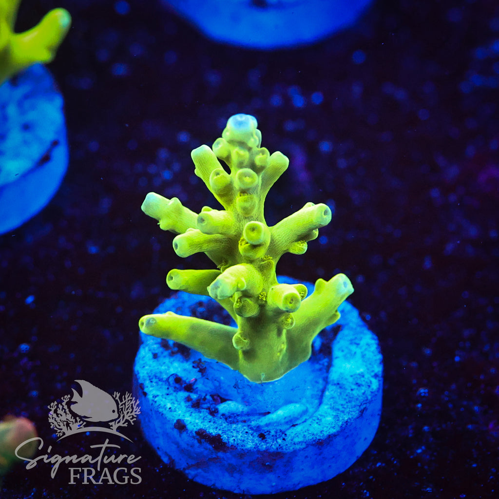 Green Turaki