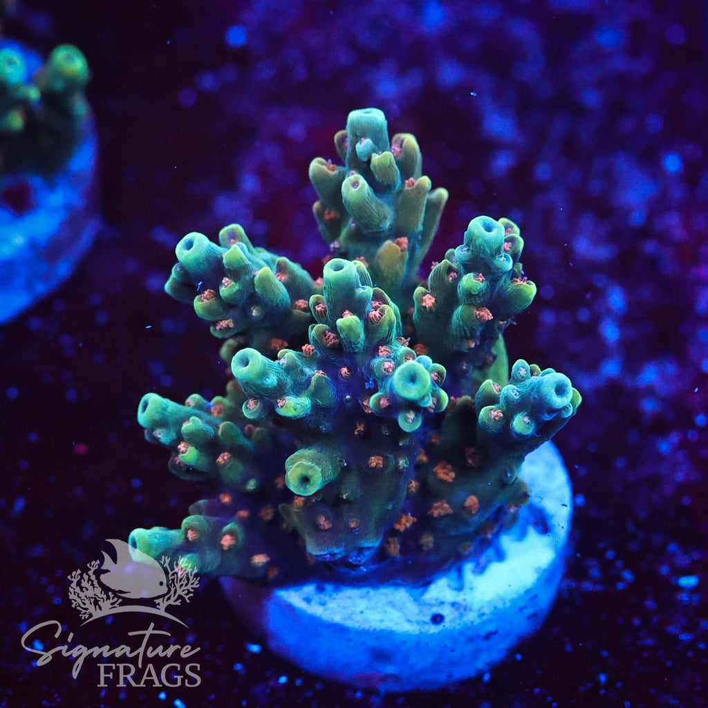 Rainbow Divaricata