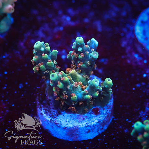 Rainbow Divaricata