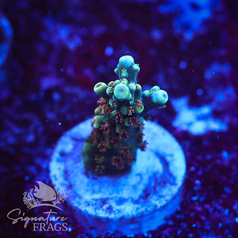 Rainbow Divaricata