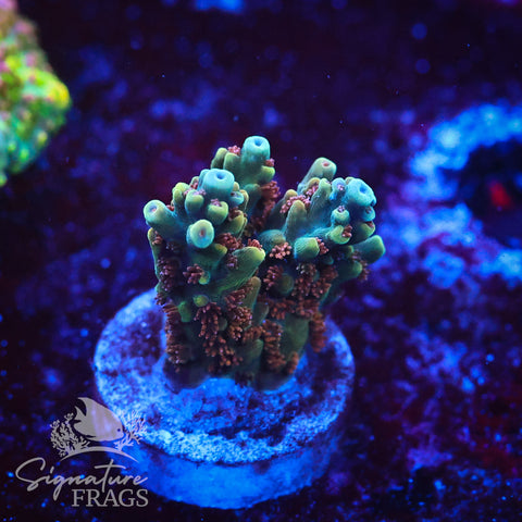 Rainbow Divaricata
