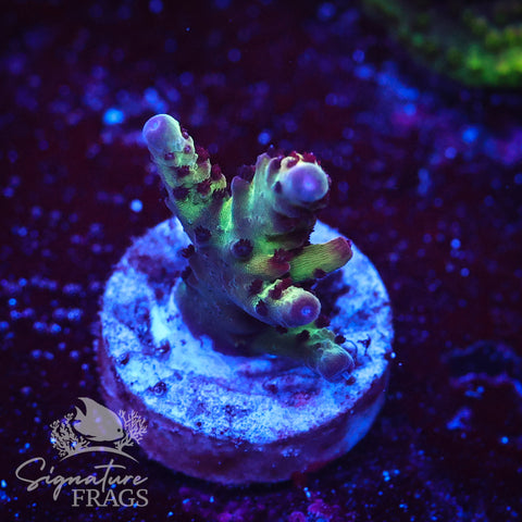 Indo Shortcake