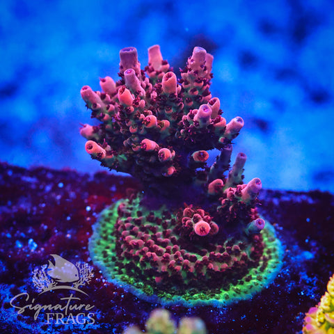 Prime
