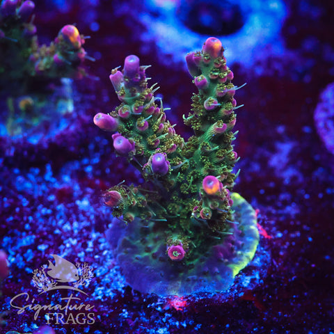 Hippie Juice