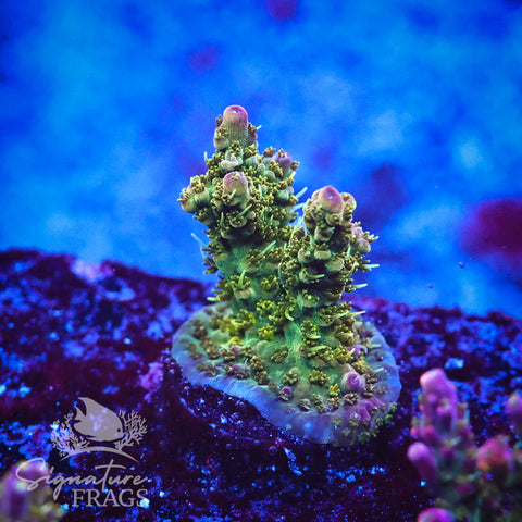 Grape Ape