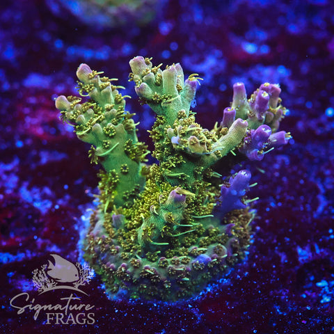 Grape Ape