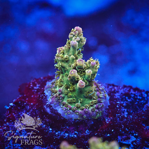 Grape Ape