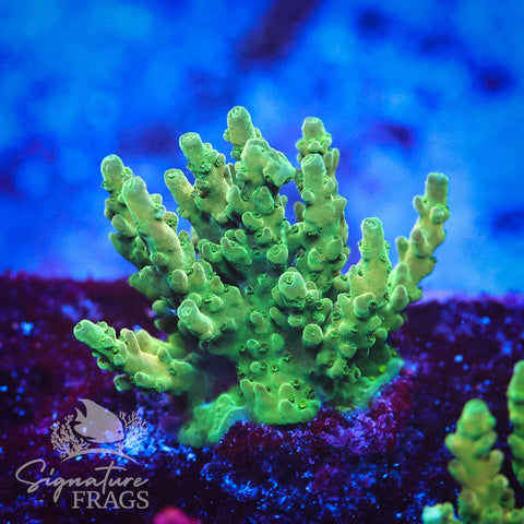 Oddball Latistella